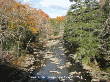 Guest River Gorge Stream Near Coeburn, VA